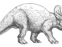 Triceratopses Triceratops horridus